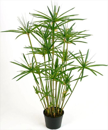 Папірус (кімнатна рослина), енергетика квітки