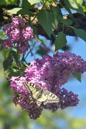 БУЗОК: енергетика звільнення, відновлення і радість буття
